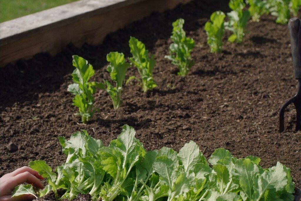 Rows of young brassica and lettuce seedlings being planted into a raised vegetable bed in spring